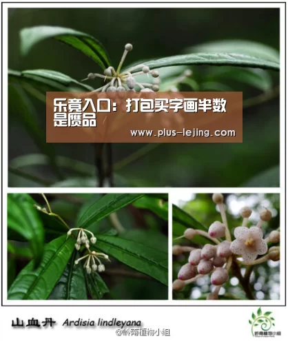乐竟体育赛事